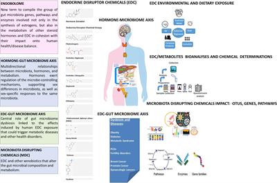 Endobolome, a New Concept for Determining the Influence of Microbiota Disrupting Chemicals (MDC) in Relation to Specific Endocrine Pathogenesis